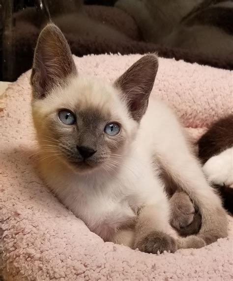 white siamese kittens for sale|fluffy siamese cats for sale.